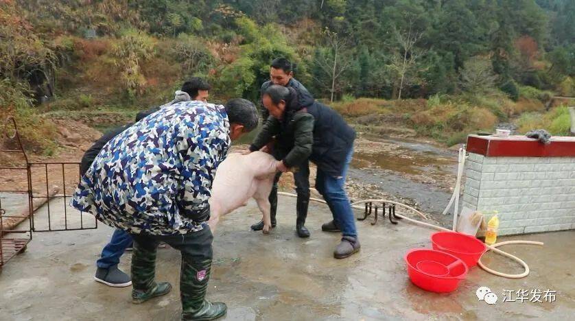 在汶川年味从杀年猪开始 欢庆丰收迎新年