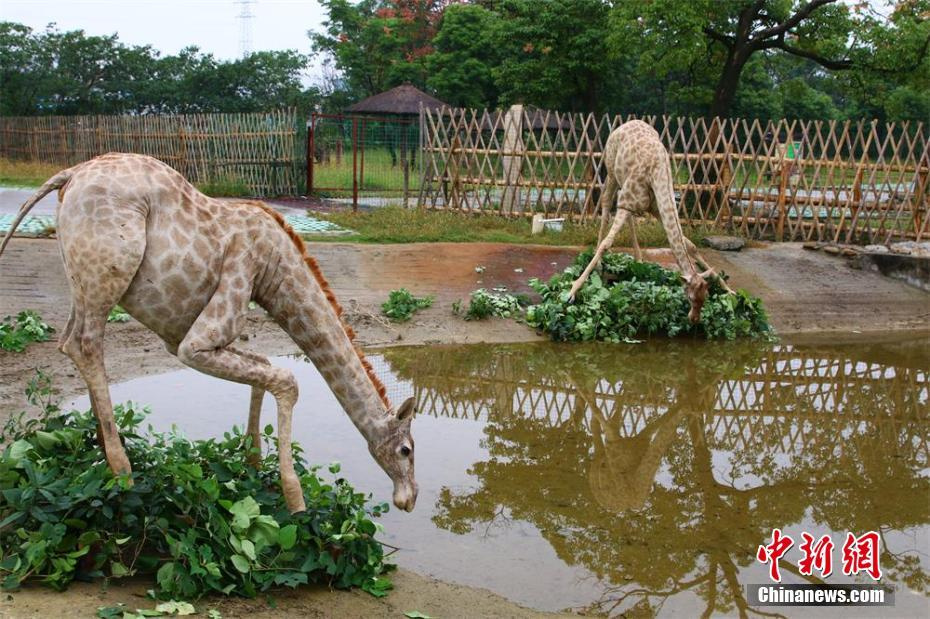 投喂野生动物不是爱心而是灾难 网红狼之死的警示